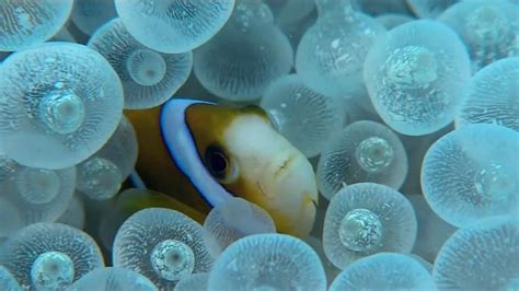 Barneys Barrier Reef Abc Iview