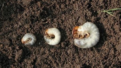 Identification Of Grubs In Lawns University Of Maryland Extension