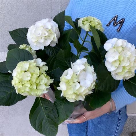Гортензия белая, Живые растения в Балашихе, купить по цене 3500 руб ...