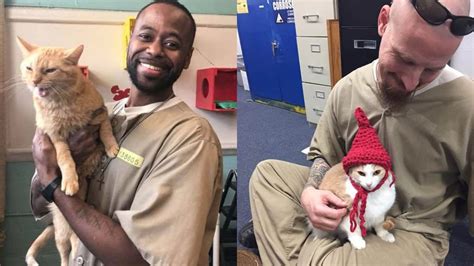 In Indiana The Prisoners Started To Take Care Of Cats From Shelter