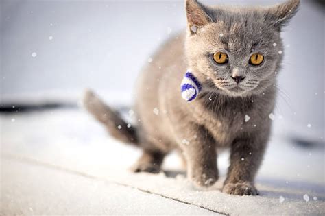 10,800+ Kittens Snow Stock Photos, Pictures & Royalty-Free Images - iStock