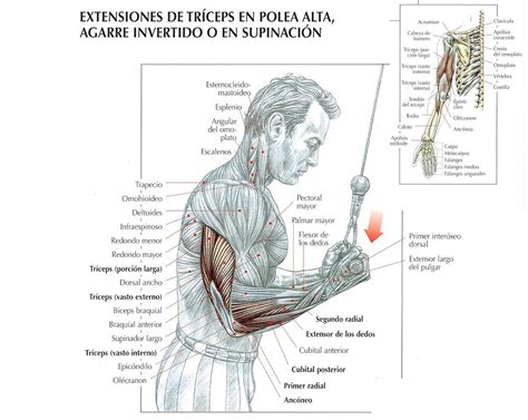 Extensión de tríceps en polea agarre invertido Ejercicios En Casa