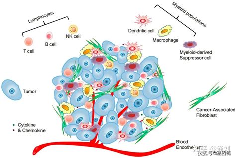 靶向肿瘤微环境 TME 免疫治疗策略的研究进展 知乎