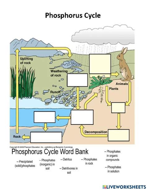 Phosphorus Cycle Online Exercise For Live Worksheets