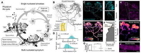 The Slime Mold Physarum Polycephalum Forms A Multinucleated Syncytium Download Scientific