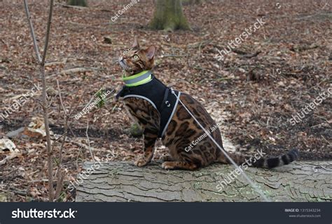 Bengal Cat Harness Outdoors Stock Photo (Edit Now) 1315343234