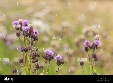 Bl Tenst Nde Von Creeping Thistle Cirsium Arvense Stockfotografie Alamy