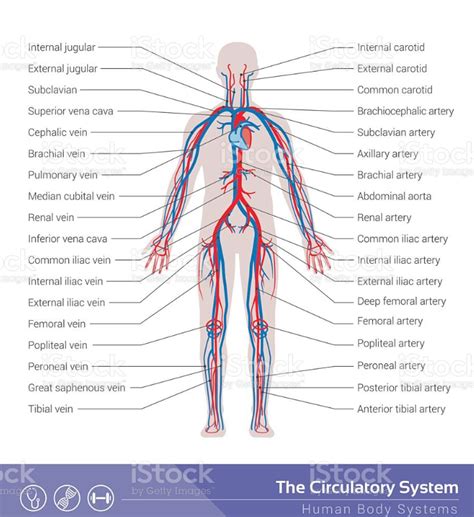 Venous System Diagram Quizlet