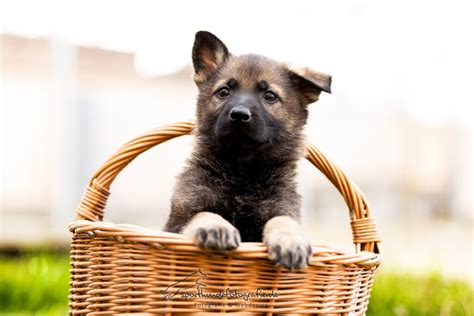 Deutsche Schäferhunde von den Wölfen Zwinger von den Wölfen