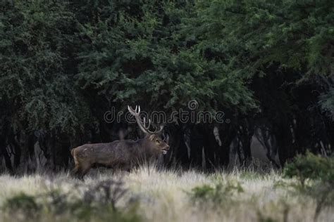 Ciervo Rojo En La Pampa Argentina Parque Luro Imagen De Archivo