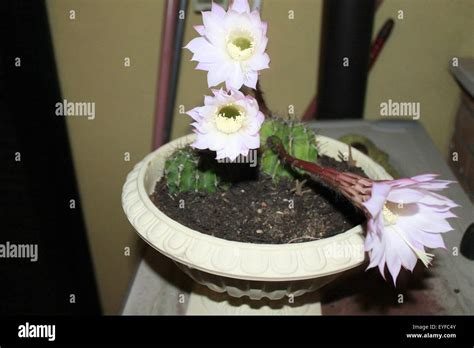 white cactus flowers Stock Photo - Alamy