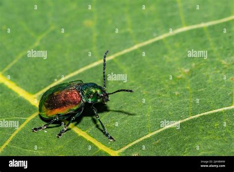 Dogbane Leaf Beetle Chrysochus Auratus Stock Photo Alamy