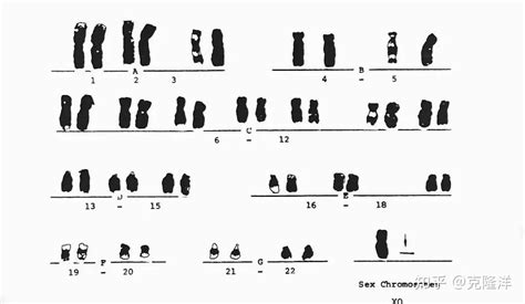 Dna、基因、染色体三者间的关系究竟如何？ 知乎