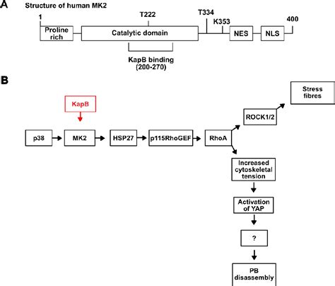 Figure 12 From The Role Of Sumoylation In The Kshv Kaposin B Mk2