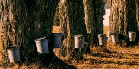 Maple Syrup 101 Spouts Tapping And Trees Chelsea Green Publishing