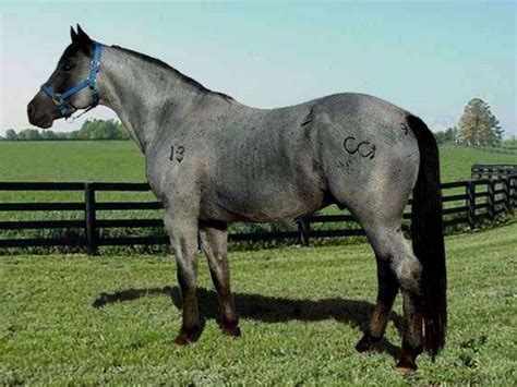 pin  stephanie mulder beaulieu  aqha blue roan loverowner blue