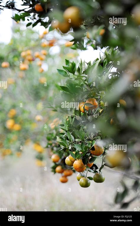 Kintamani Orange Harvesting In Plantation At Kintamani Bali Stock