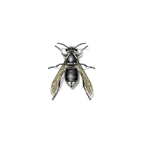 Bald-Faced Hornet Identification & Behavior | Isotech Pest Management