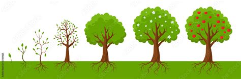 Plant Growing From Seedling Into Tree Vector Illustrations Set Life