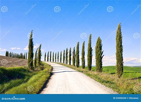 Tuscany Cypress Trees Road Landscape Italy Stock Images Image