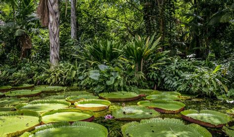 Amazonija U Agoniji Umiru Li Plu A Svijeta Zastita Prirode Hr