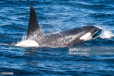 174 White Killer Whale Stock Photos, High-Res Pictures, and Images ...