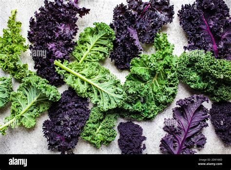 purple kale  res stock photography  images alamy