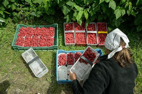 Ceny Jak Lat Temu Producenci Malin Maj Do I Szykuj Blokad