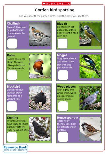 Garden Bird Spotting Free Early Years Teaching Resource Scholastic