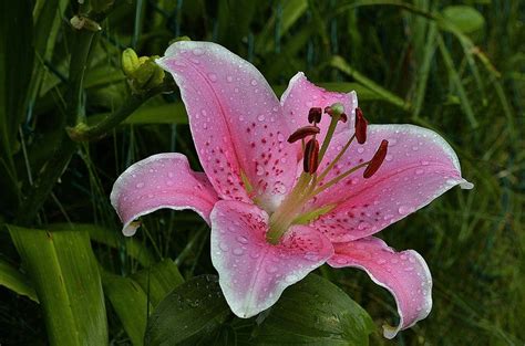 Stargazer Lily Buying Growing Guide Trees