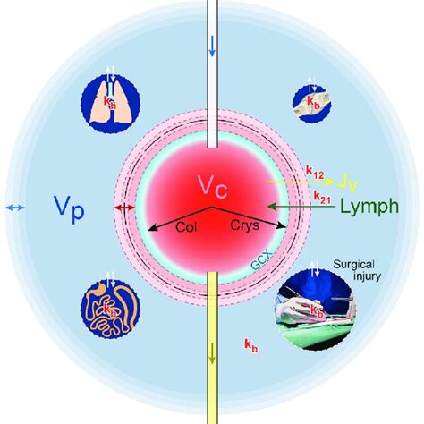 The extracellular fluid volume. The extracellular fluid volume includes ...