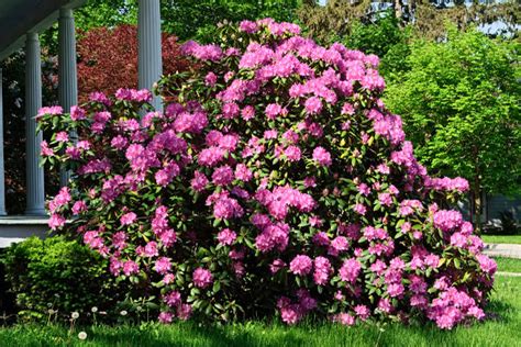 Rhododendron Shrubs for Sale | FastGrowingTrees.com