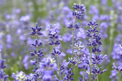 How to Grow and Care for Munstead Lavender