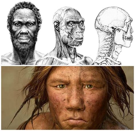 Qual è la differenza tra Neanderthals e Sapiens Quora