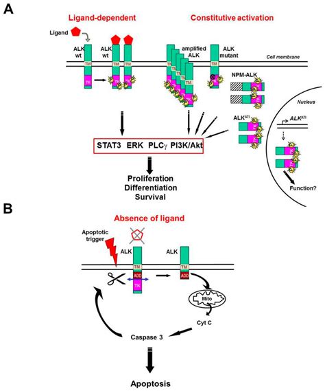 Model For Anaplastic Lymphoma Kinase Alk Positive And Negative