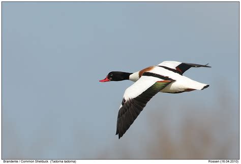 Shelduck-Photos - Digital-Nature-Photography - Photo Shelduck images ...