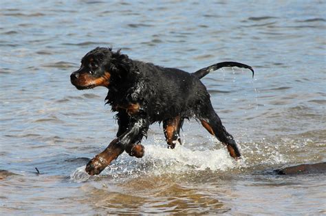 dog setter gordon  photo  pixabay pixabay
