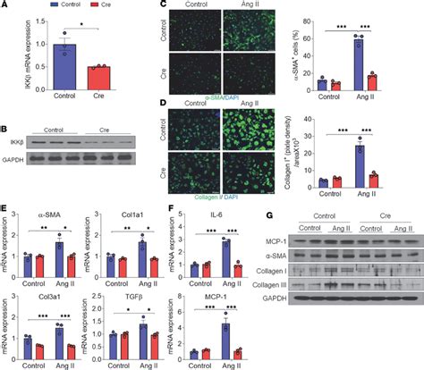 Knockdown of IKK β inhibits angiotensin II induced cardiac fibroblast