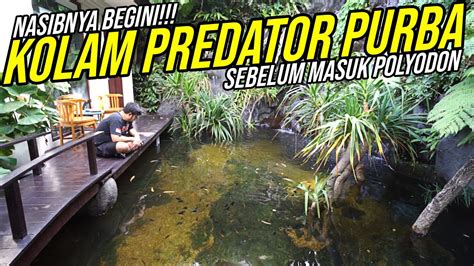 KAGET KOLAM IKAN PREDATOR PURBA SEBELUM MASUK POLYODON NASIBNYA