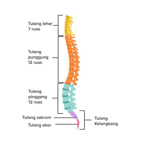 Tulang Punggung Termasuk Tulang – Ujian