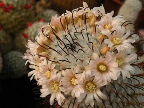 Las Flores Mas Raras Del Mundo De Los Cactus Y Otras