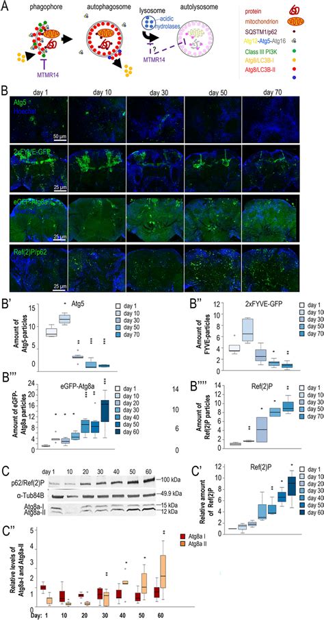 The Capacity Of Autophagy Gradually Declines With Age In The Drosophila Download Scientific