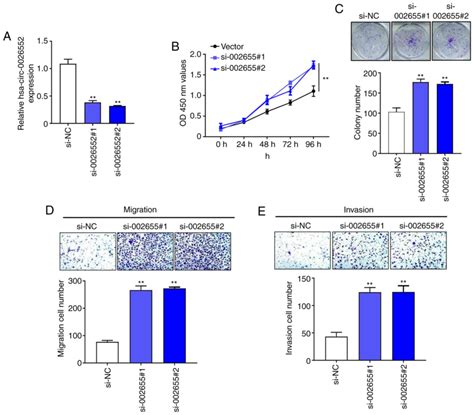 Circular Rna Hsa Circ 0026552 Inhibits The Proliferation Migration And