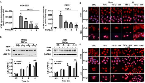 The Effect Of 4hw On Tnf α Induced Nf κb Signaling A Hek 293t Or