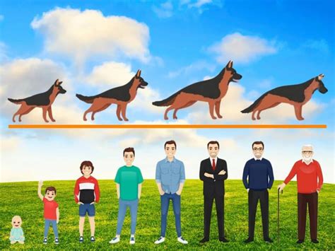 German Shepherd Age in Human Years: Calculator + Chart