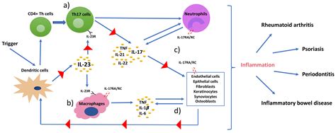 Ijms Free Full Text Th17 Cells And The Il 23il 17 Axis In The Pathogenesis Of Periodontitis