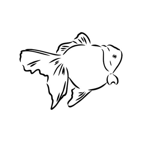 Premium Vector Goldfish Hand Drawing Vector Illustration Isolated On