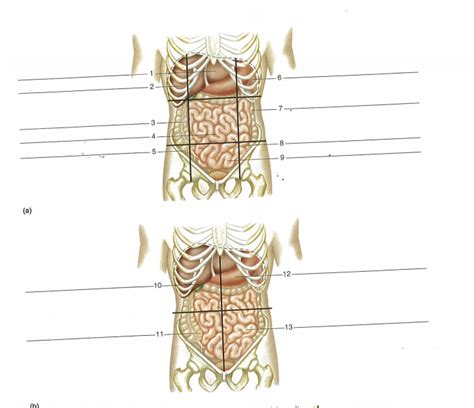 Anatomy & Physiology : Regions (Quadrants) Diagram | Quizlet