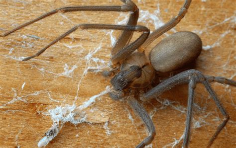 Brown Recluse Spider Florida House Spiders Pearly Box