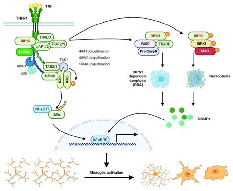 TNFR1 activation promotes NF κB activation via cell autonomous and